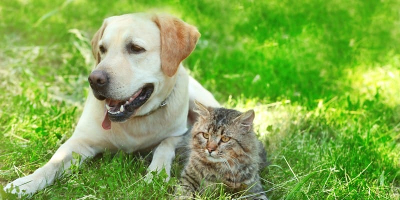 Golden Labrador and grey cat sitting on grass