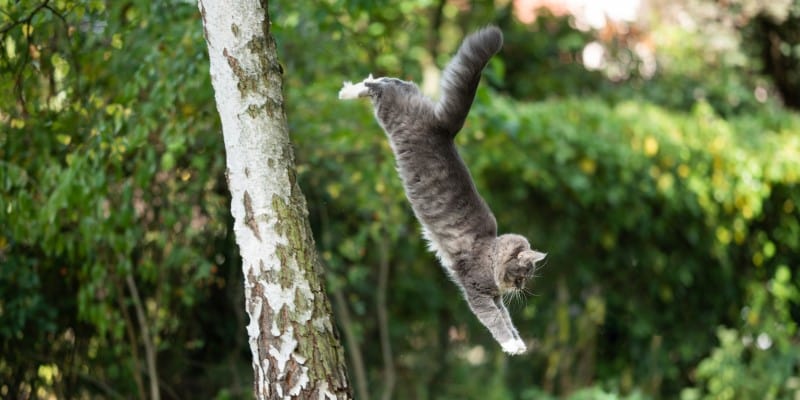 Grey cat jumping from tree