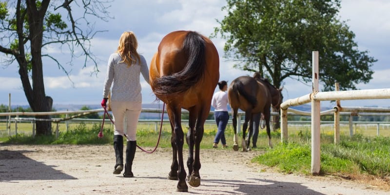 walking two horses