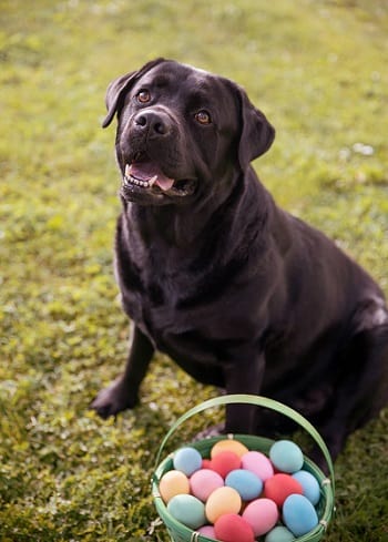 Chocolate Lab on an Easter hunt