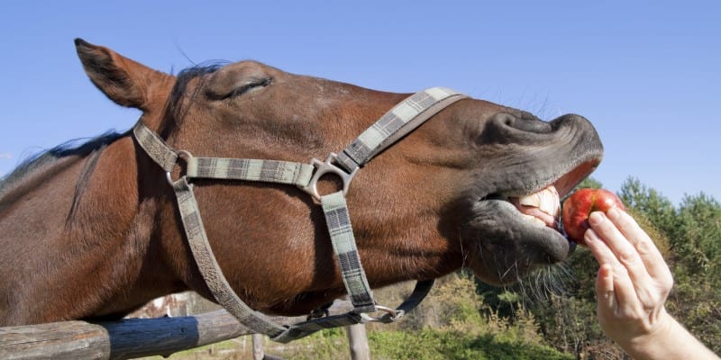 horse being given an apple to eat