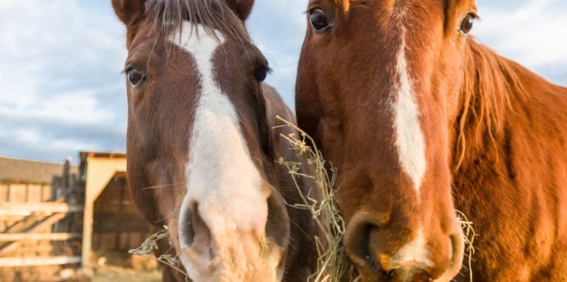 Two horses eating hay