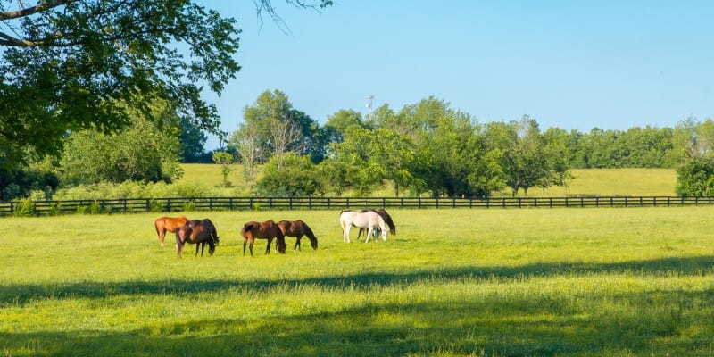 horses grazing in pasture