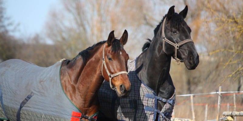 brown and black horse with rugs on