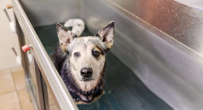 Dog in hydrotherapy session