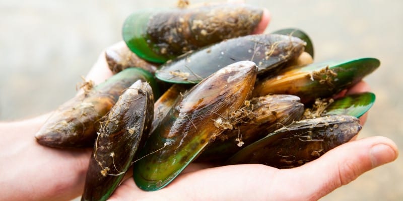 Green Lipped Mussel