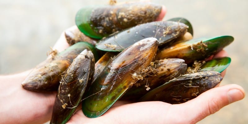 ActivEase® Green Lipped Mussel