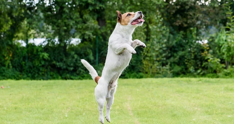 Jack Russell jumping high