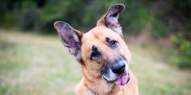 Dog looking quizzical tilting head