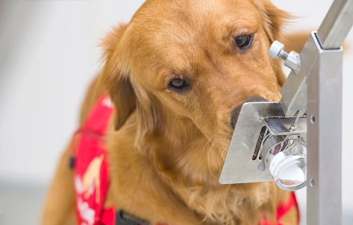 Labrador medical detection dog