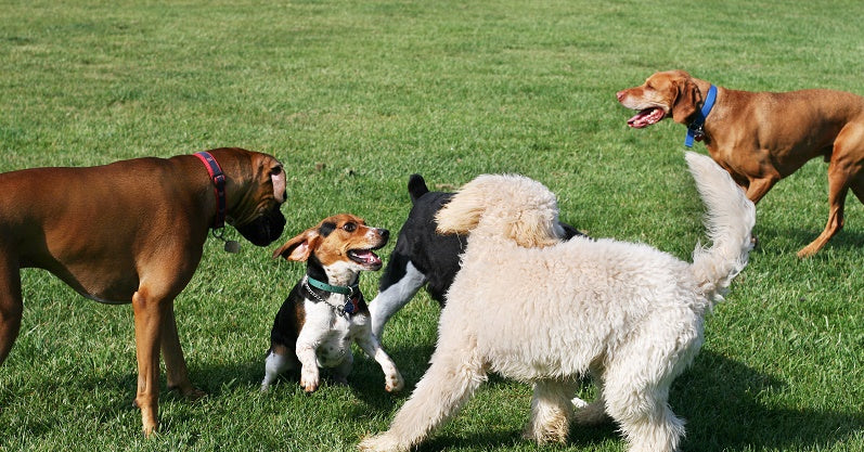 Dogs socialising in the park