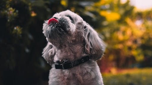 Inquisitive looking dog