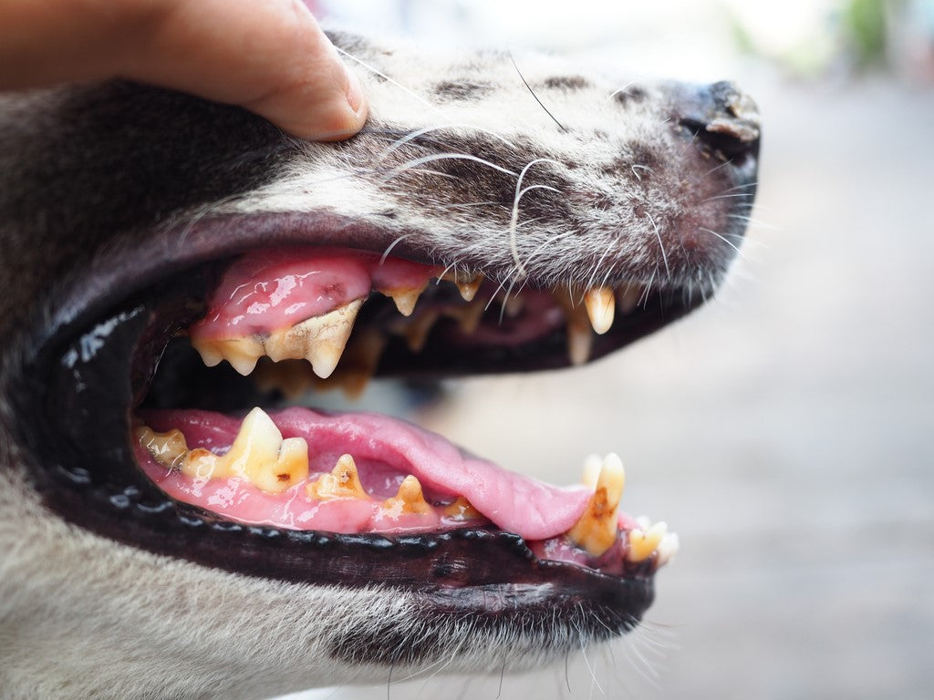 Close up of a dog's teeth with tooth damage
