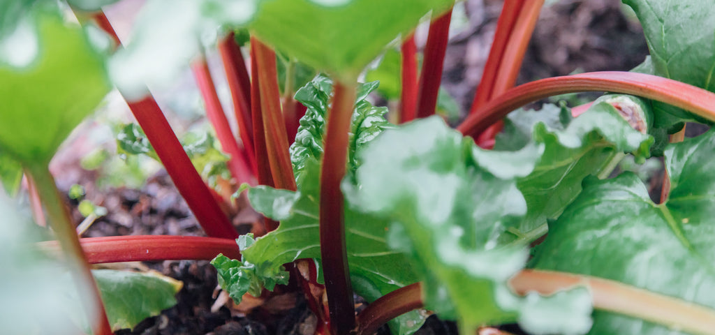 is rhubarb leaves poisonous to dogs