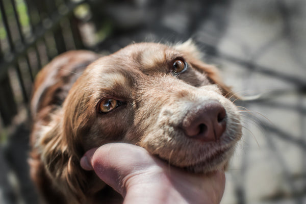 A happy dog looking up at their owner