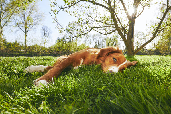 Dog relaxing in the grass