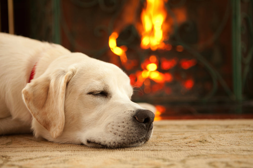 Dog resting by the fire