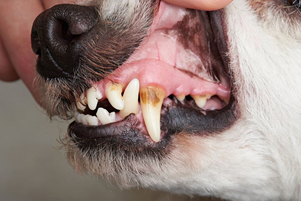 Dog teeth dental