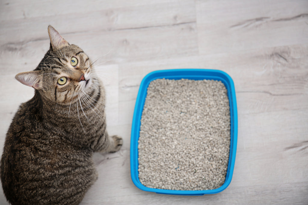 Cat next to litter tray