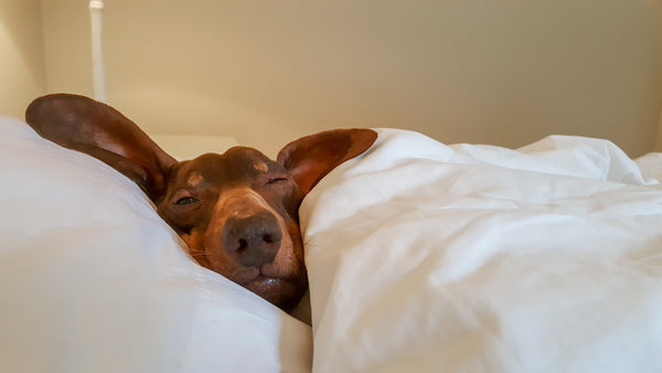 Sleeping Dachshund dog snuggled in bed dreaming