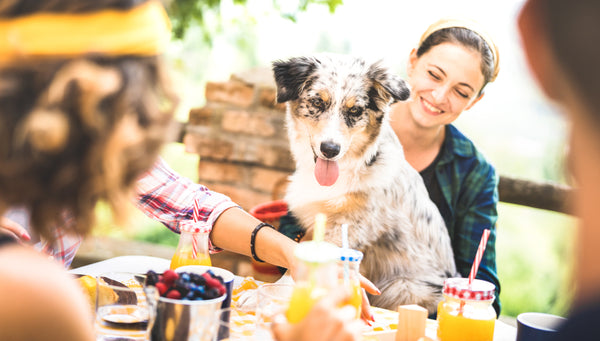 Dog enjoying family BBQ