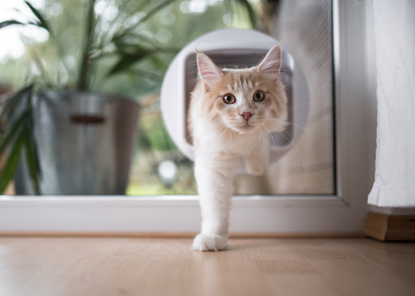 White and ginger cat entering the house via a cat flap