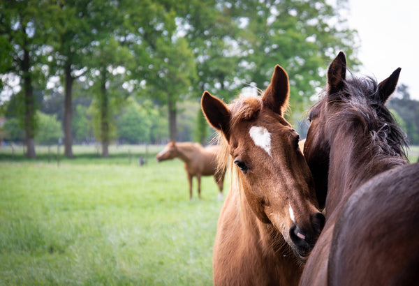 Two horses groom each other