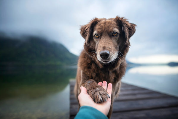 Dog looks forward and offers paw