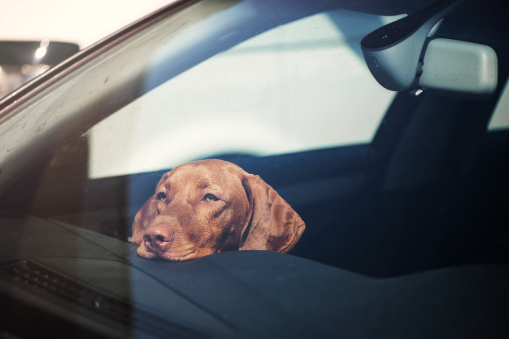 Dog left alone in hot car