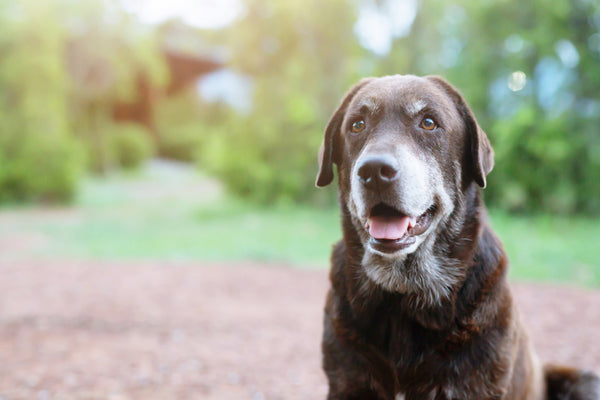 Happy old dog outside