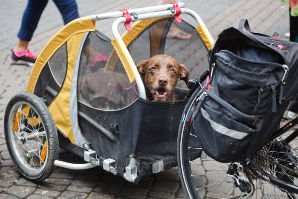 Dog in pet trailer going cycling