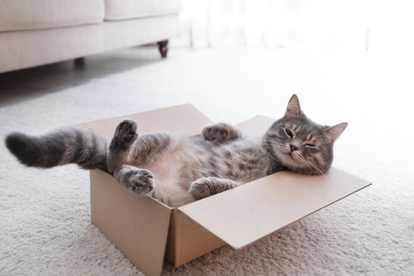 A cat relaxing in a cardboard box.