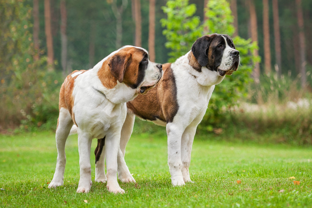 Two St Bernards standing in a field