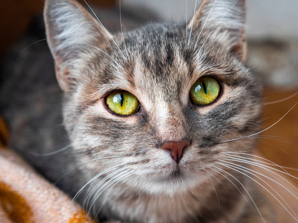 Yellow-eyed cat staring at the camera