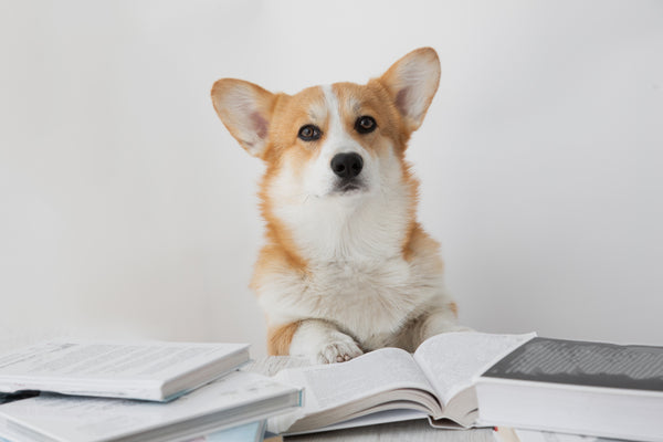 Science dog conducting important research