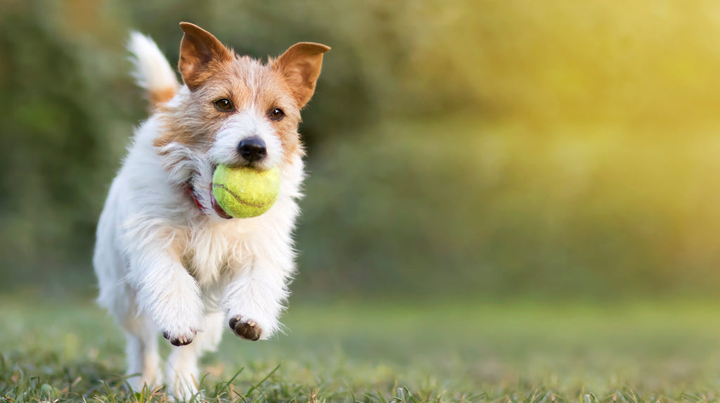 Happy dog with ball in its mouth