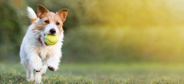 Happy dog running with a ball
