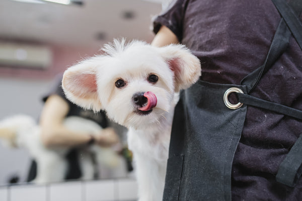 Fluffy dog at the groomer's