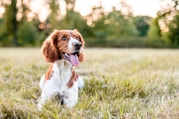 A happy dog sitting in a sunny meadow