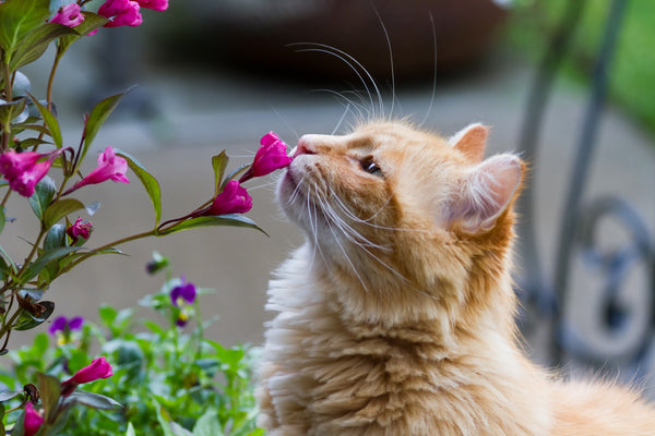Cat sniffing plant