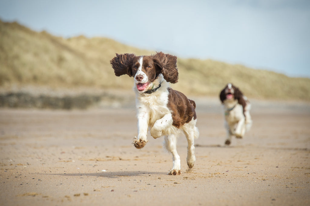 Two Spaniels running on the beach