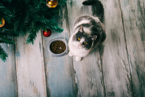 Cat next to Christmas tree and bowl of cat biscuits