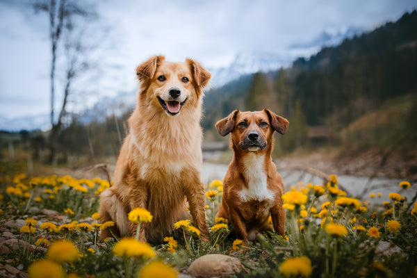 Two dogs sitting together in a field
