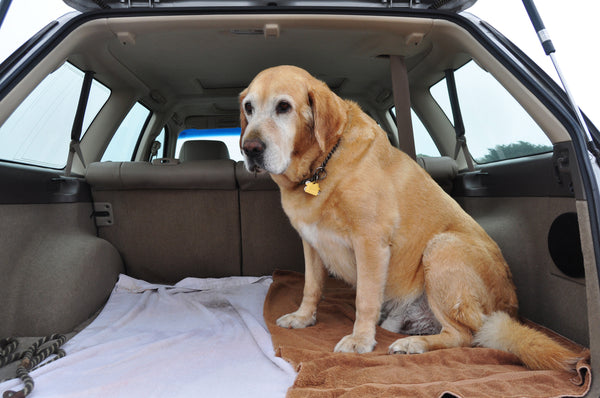 Senior dog ready for a great road trip