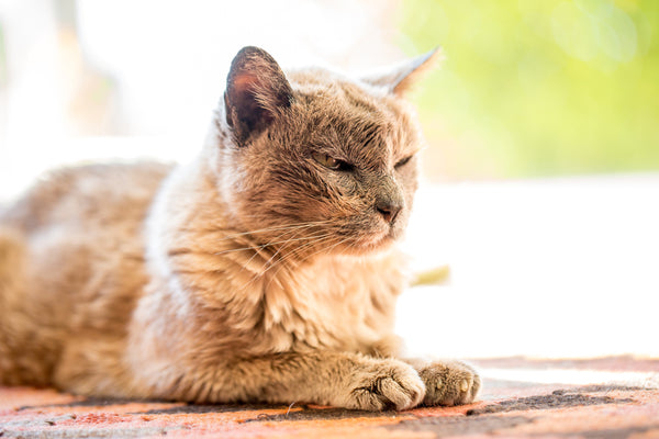 An older cat relaxing in the sun