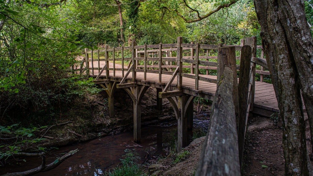 Ashdown Forest Winnie the Pooh walk