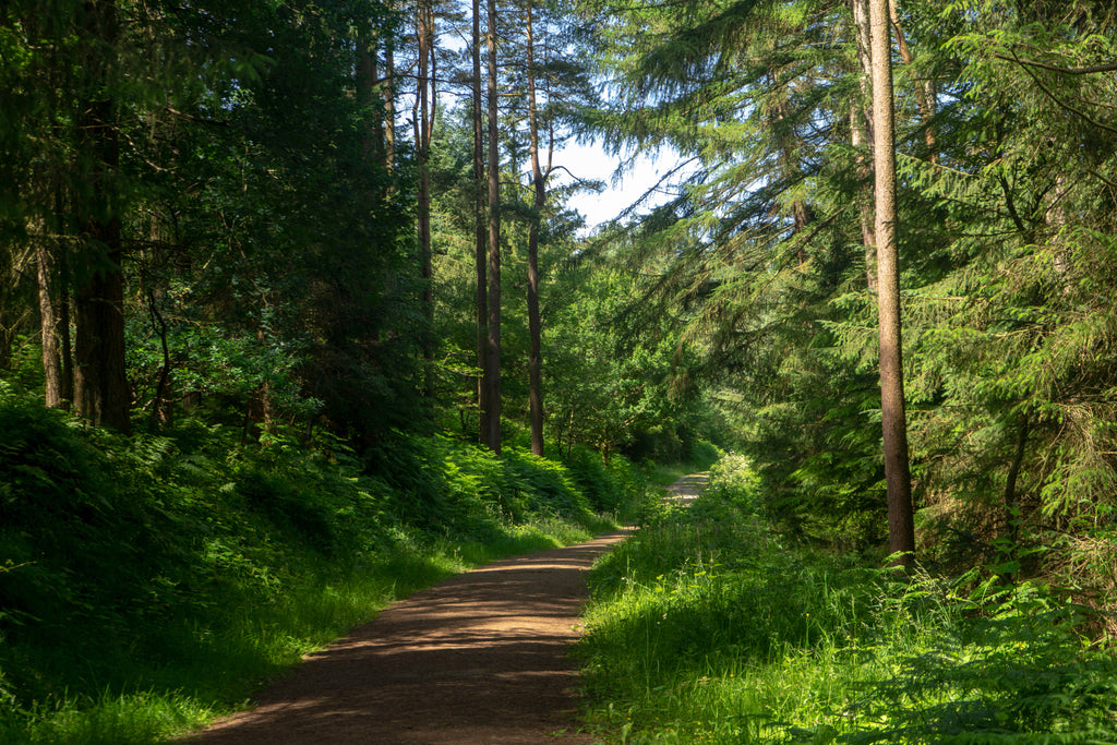 Dalby Forest, North York Moors