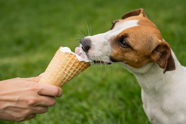 Jack Russell Terrier licking an ice cream