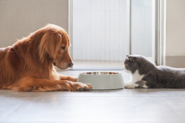 A dog and cat look at a bowl together