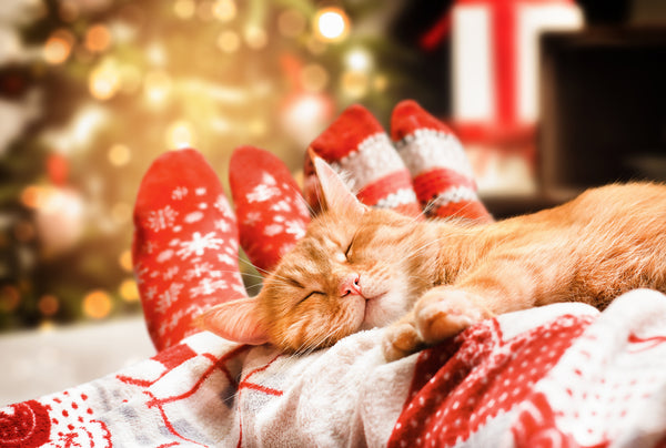 Ginger kitten sleeping on owners lap with Christmas tree lights in the background